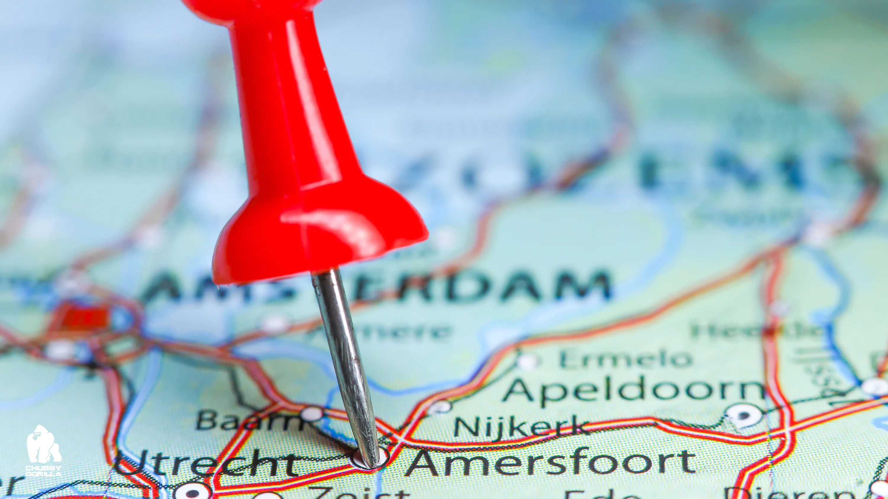 Amersfoot Chubby Gorilla